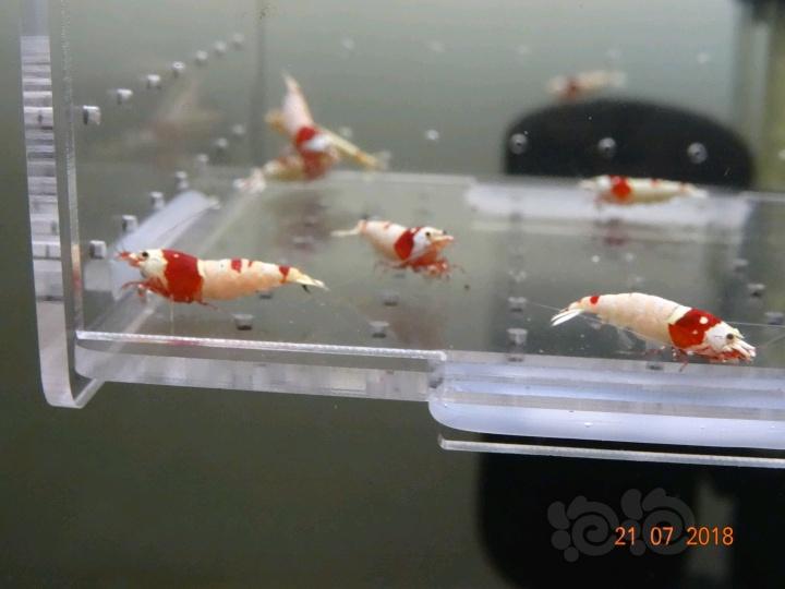【虾】2018-7-21#RMB拍卖红白母虾一份15只-图6