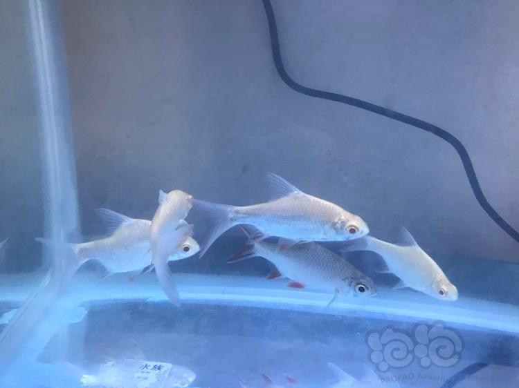 请教各位老师,这是什么鱼?