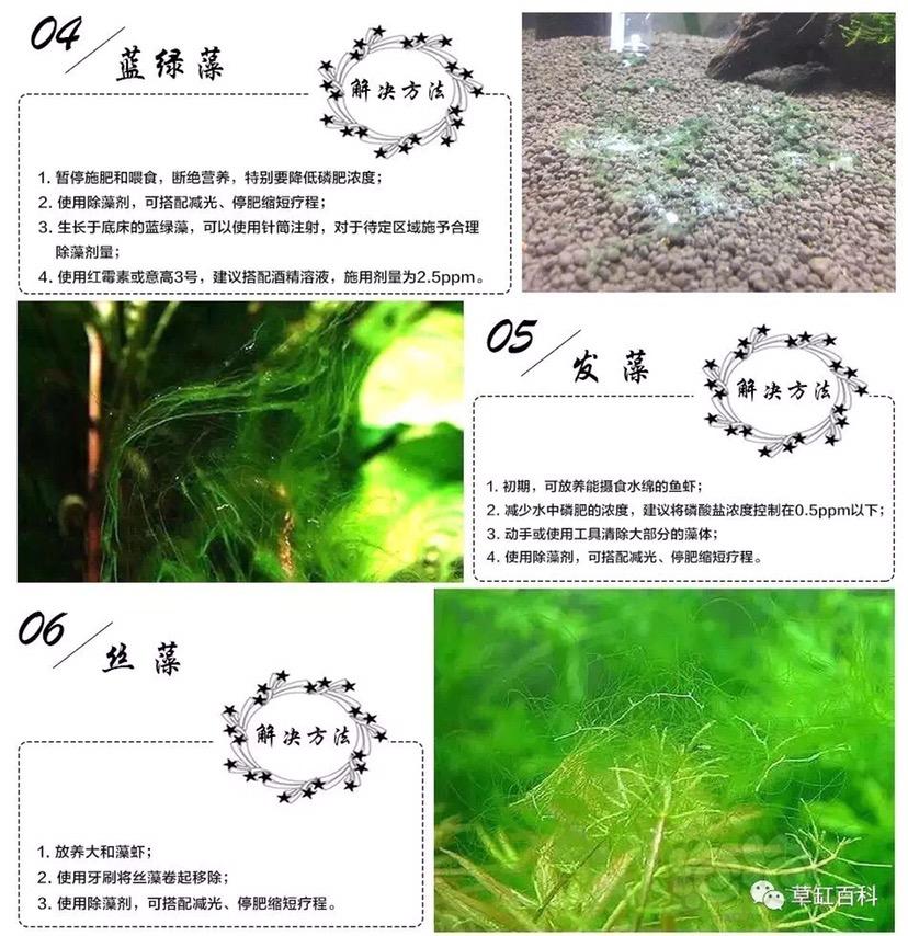 19中藻类照片以及方法-图3