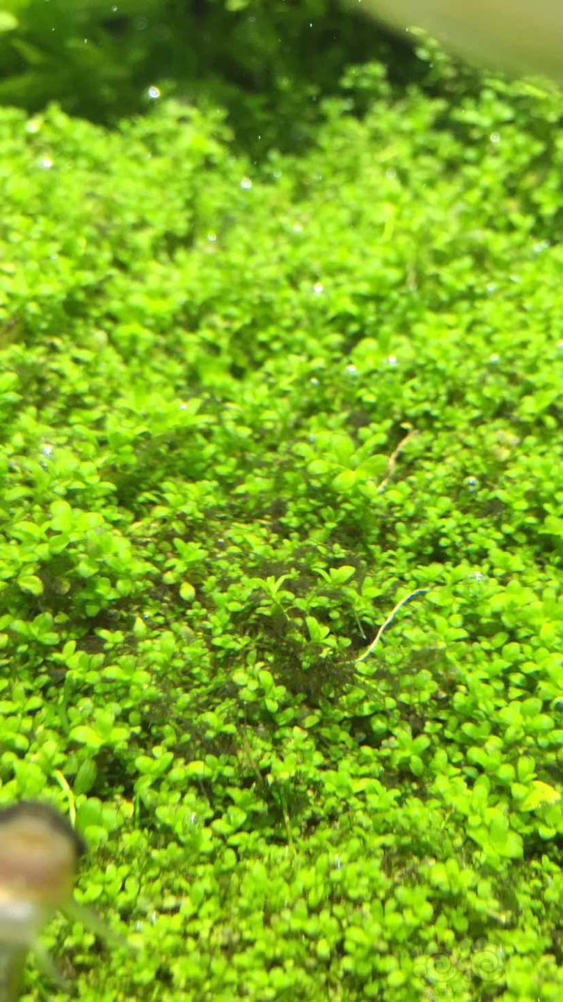 求助这是什么藻类？-图1