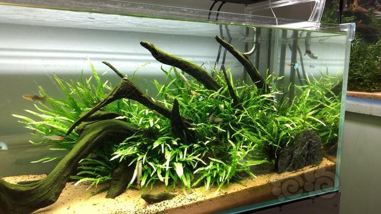 【出售】90缸细叶铁全部出!