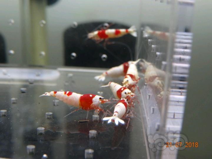 【虾】2018-7-21#RMB拍卖红白母虾一份15只-图4