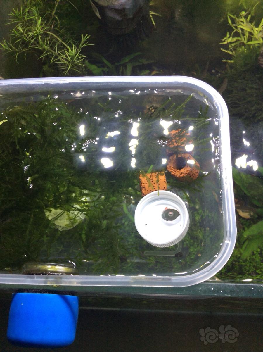 DIY了一个水晶虾隔离盒养虾，可行吗？（草缸里），15，20，5，厘米-图2