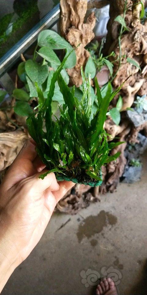 紫白叶,玫瑰丁香,红松尾,红蝴蝶,红宫廷,豹纹丁香,羽毛,牛毛,细叶铁