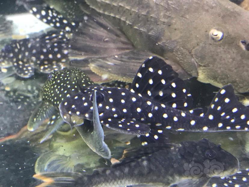 热带鱼出471异形鱼野生养定3个月89cm