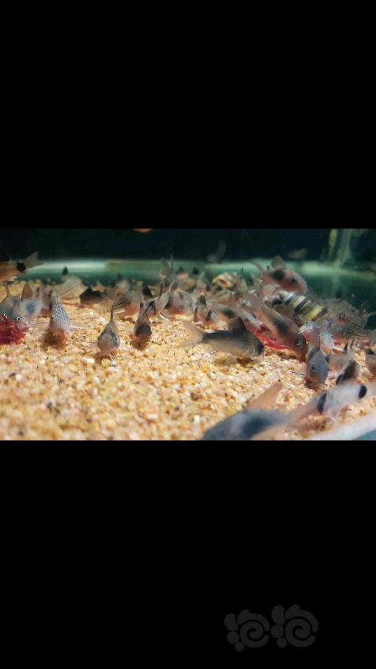 【热带鱼】出售些练手鼠鱼和自家繁殖的小橙兔螺-图5