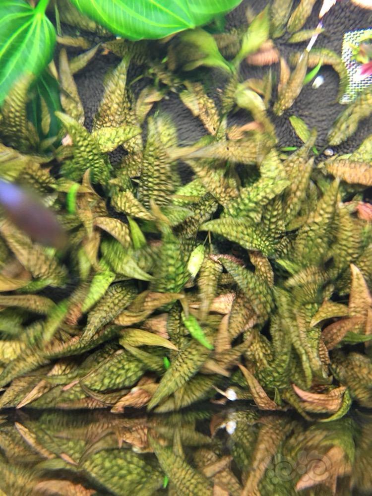 出售出凤梨椒草另有其他水草欢迎私聊咨询