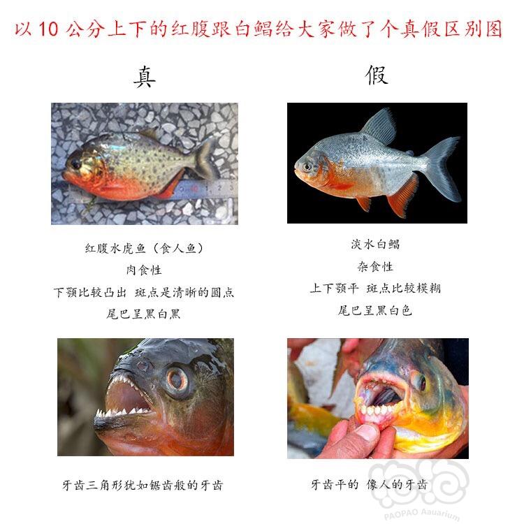 【】真假食人鱼区分-图1
