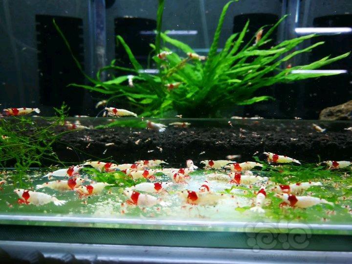 还有最后一点,虾缸尽量少动手去弄,很多时候都是因为手不卫生会导致虾