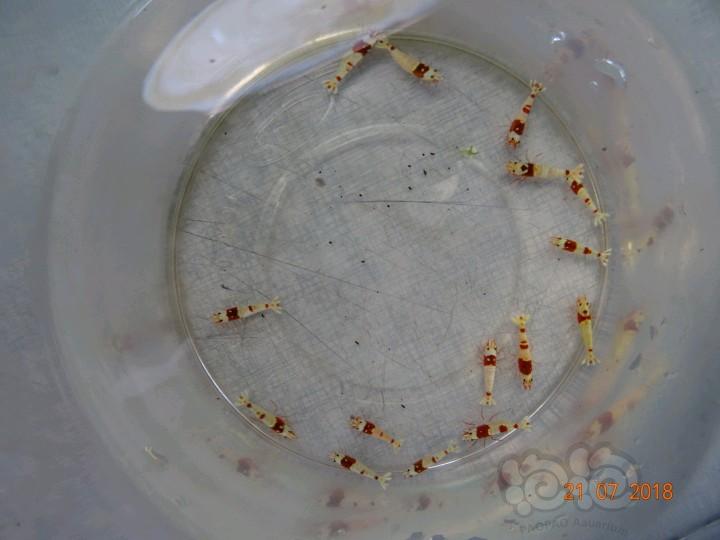 【虾】2018-7-21#RMB拍卖红白母虾一份15只-图1
