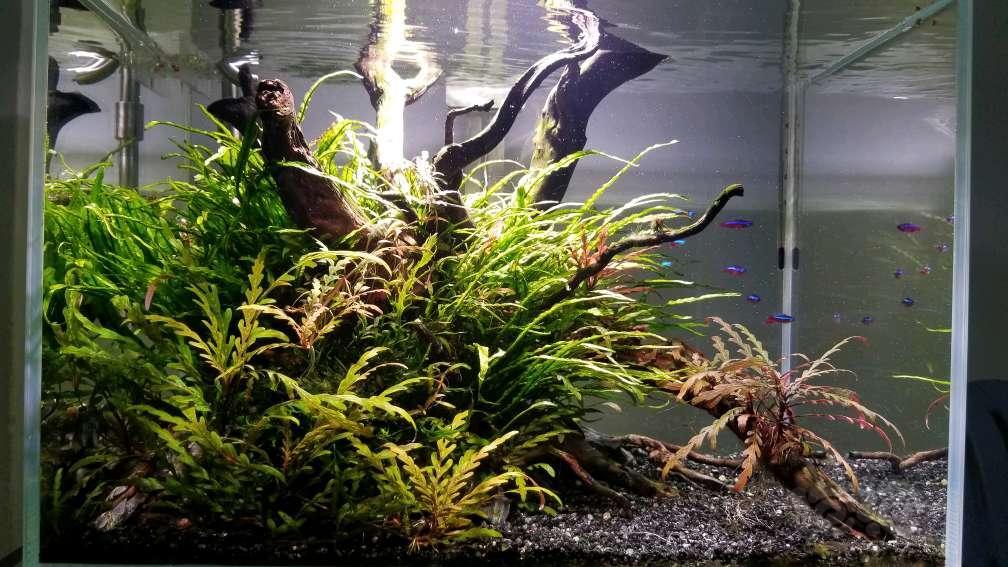 出自家水下叶丹麦细叶铁