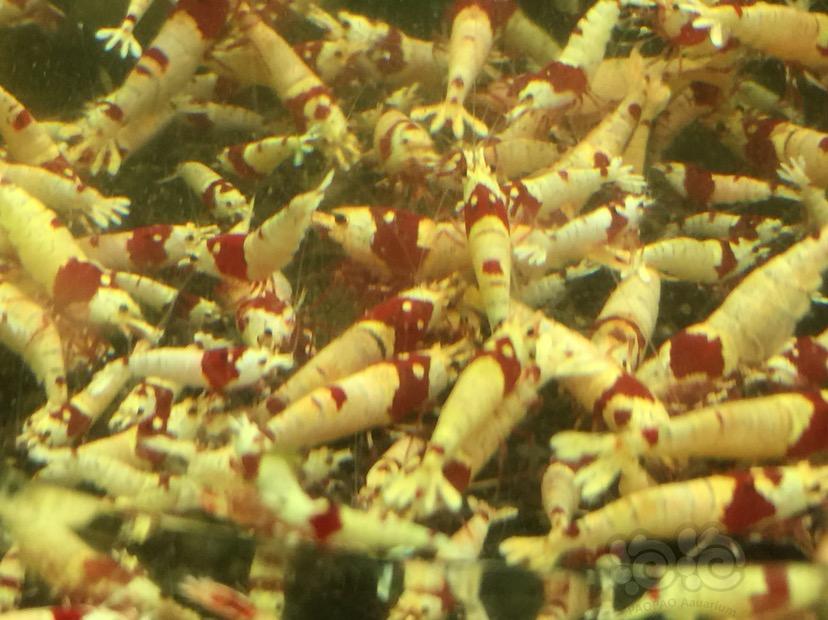 【出售】红白水晶虾出售-图3