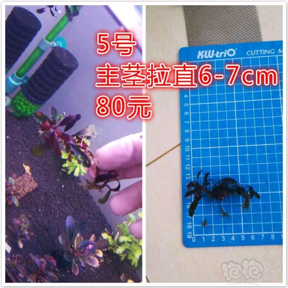 【辣椒榕】【出售】11红 种源兰花开，定色野猪-图3
