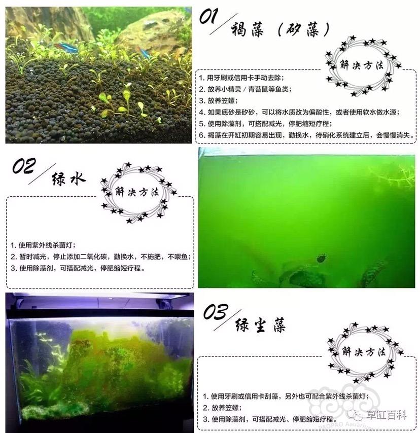19中藻类照片以及方法-图2