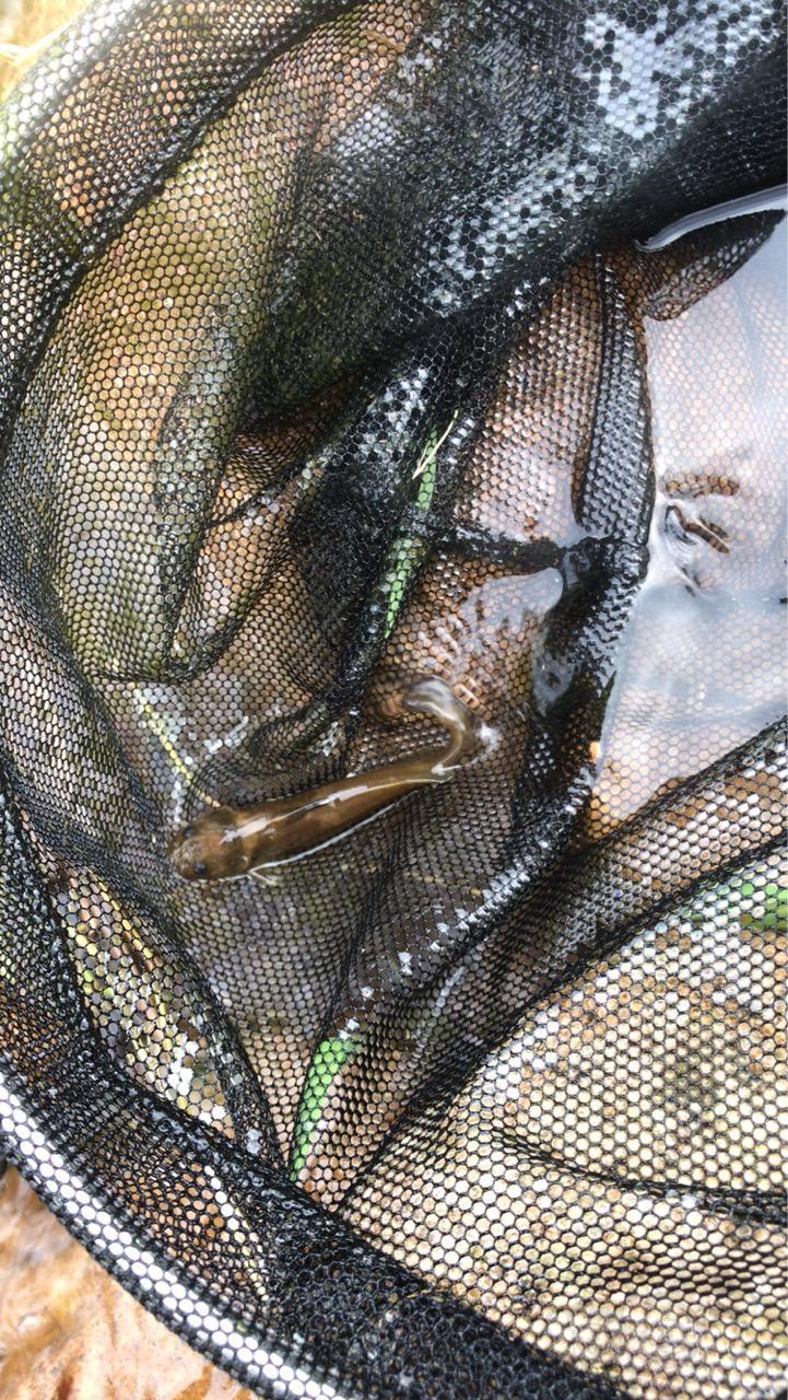 国内原生鱼野采归来