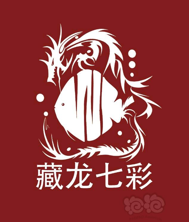 【南美慈鲷】七彩神仙鱼品种品鉴-图6