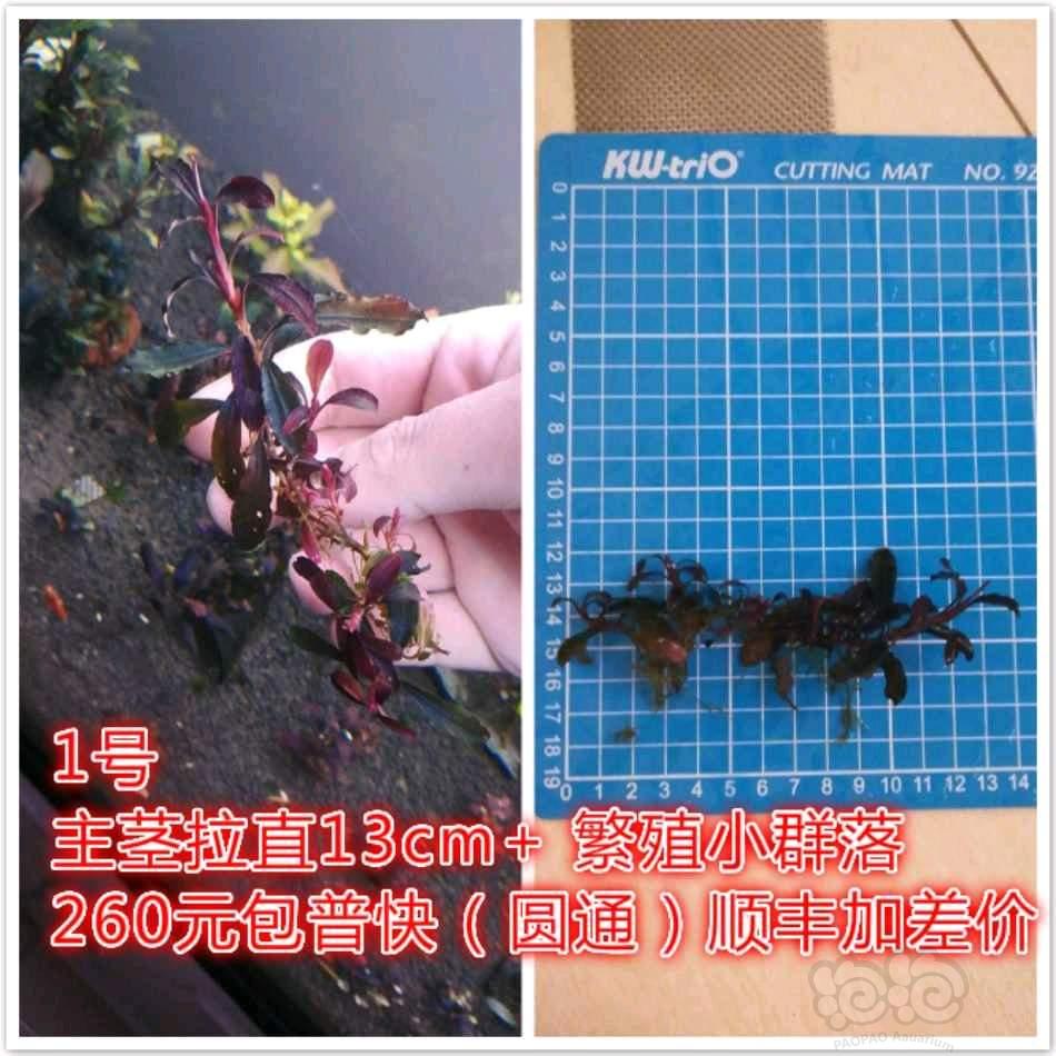 【辣椒榕】【出售】11红 种源兰花开，定色野猪-图1