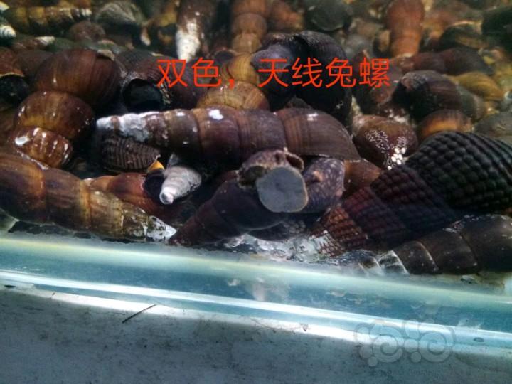 【出售】大和藻虾工具螺苏螺鲍鱼螺-图3