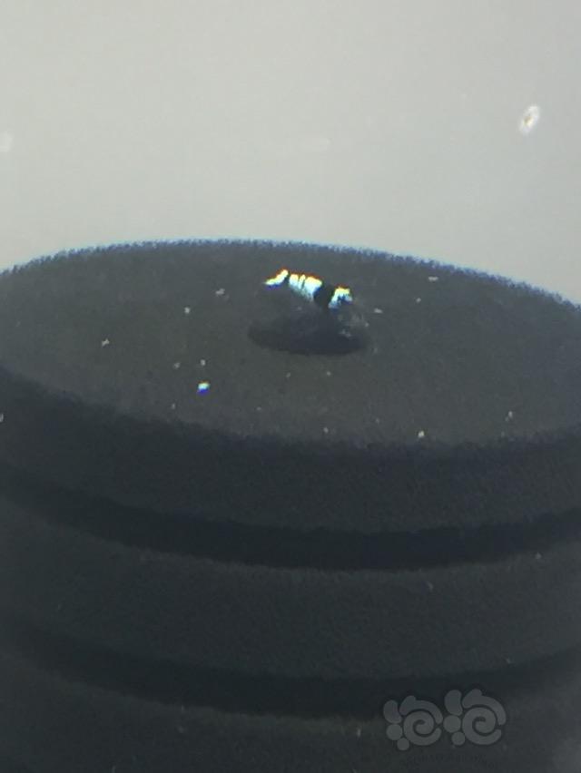 水晶虾，第一次玩泡泡-图1