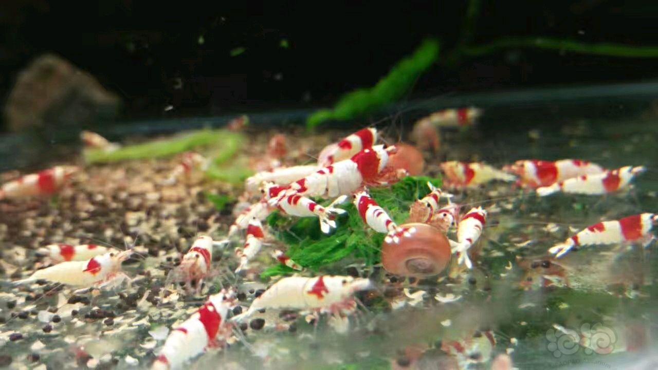 红白水晶虾！-图2