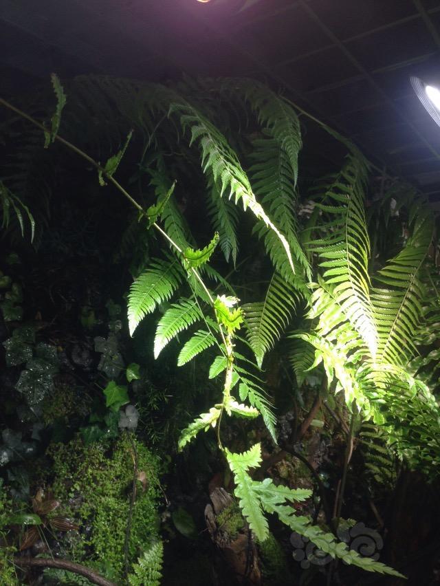 雨林大蕨大蕨大家欣赏