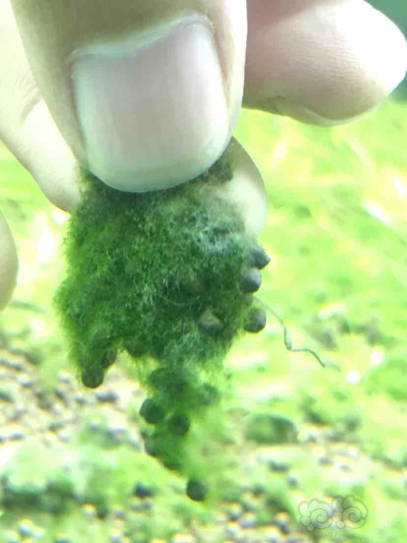 请教下，这个是什么藻？-图2