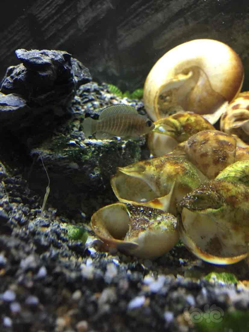 斑马贝繁殖三窝