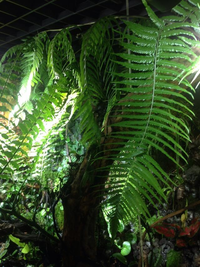 雨林大蕨大蕨大家欣赏