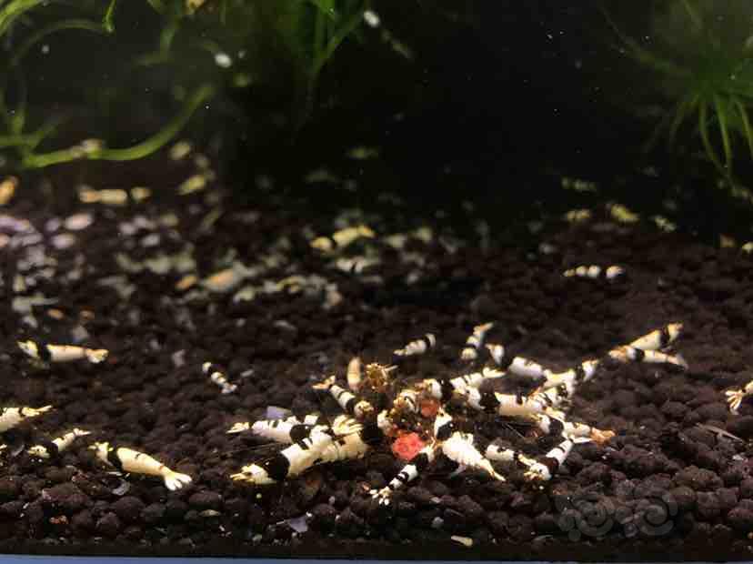 黑白水晶虾红白水晶虾，系统淘汰虾-图3