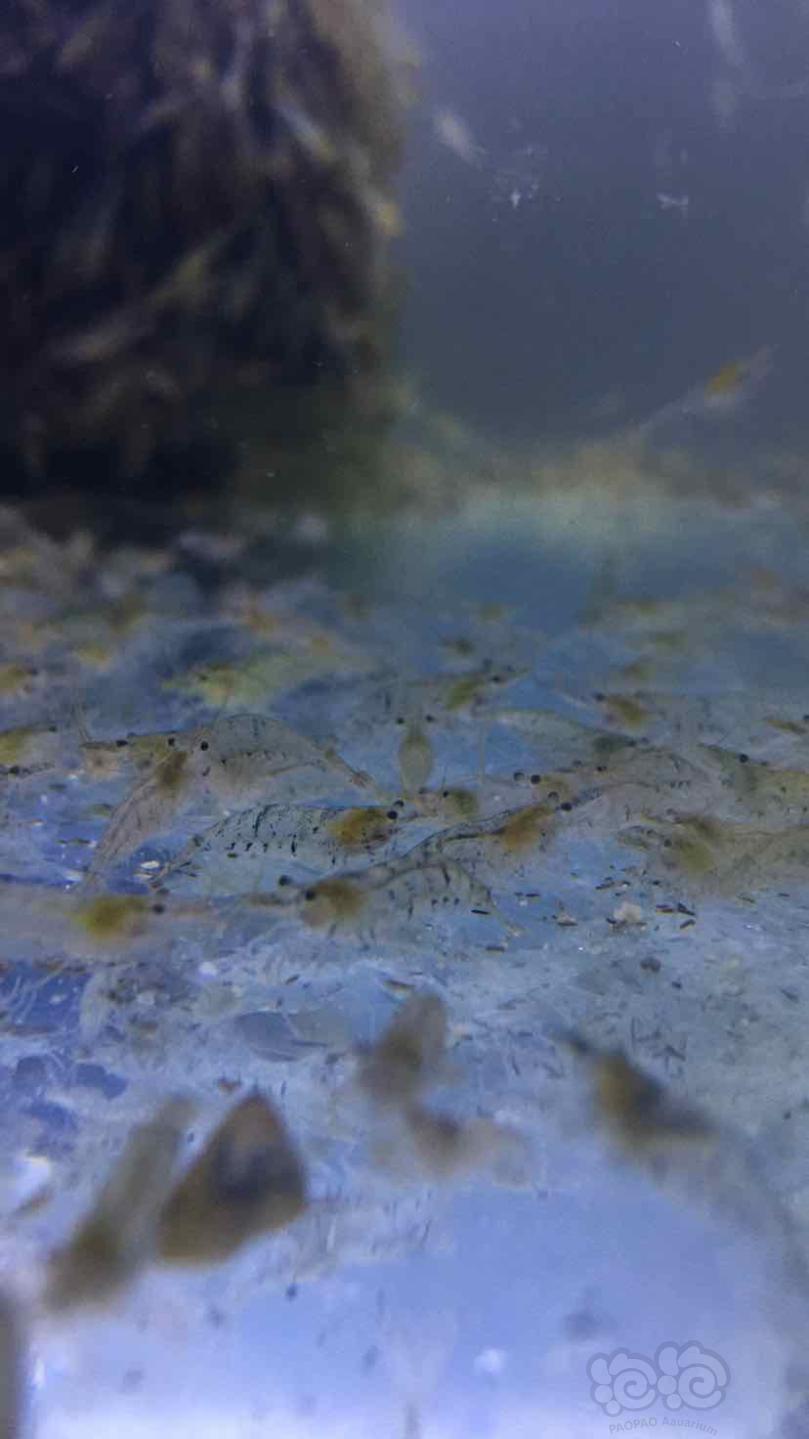 黑壳虾。除藻虾。饲料虾-图7