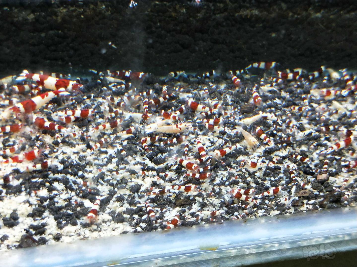 【水晶虾】出各类水晶虾-图6