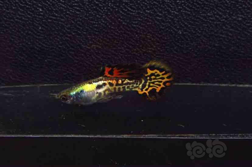 【孔雀鱼】矛尾,圆尾,矛针