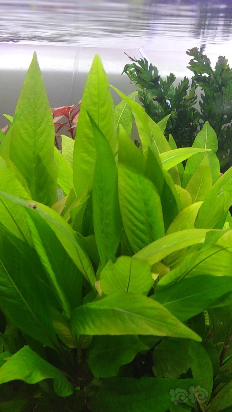 矮柳打头10厘米标准八元一颗