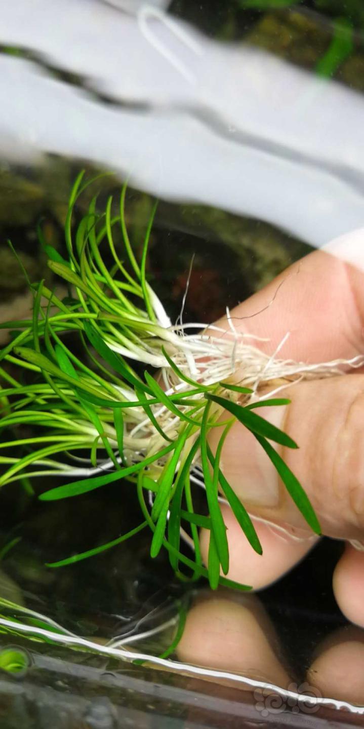 出售迷你椒草处理了