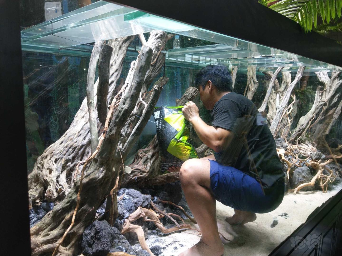 aquarama上海展巨型水景缸在亚洲15位顶级造景师创作下如火如荼的进行