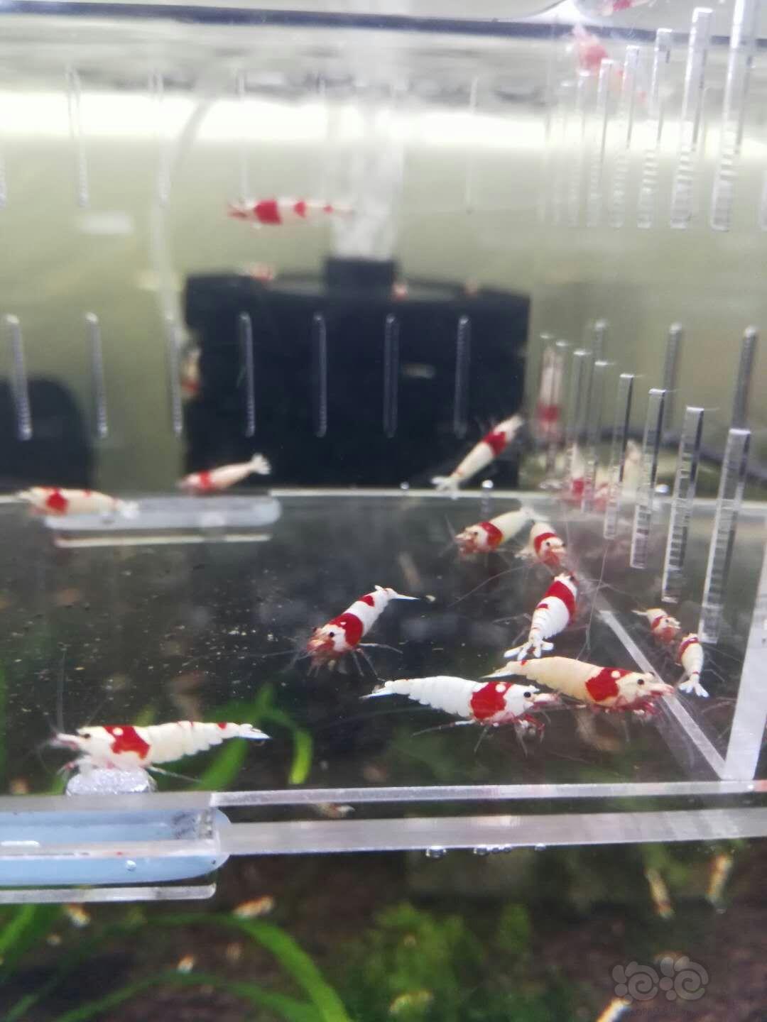 【出售】出售红白纯血水晶虾-图1
