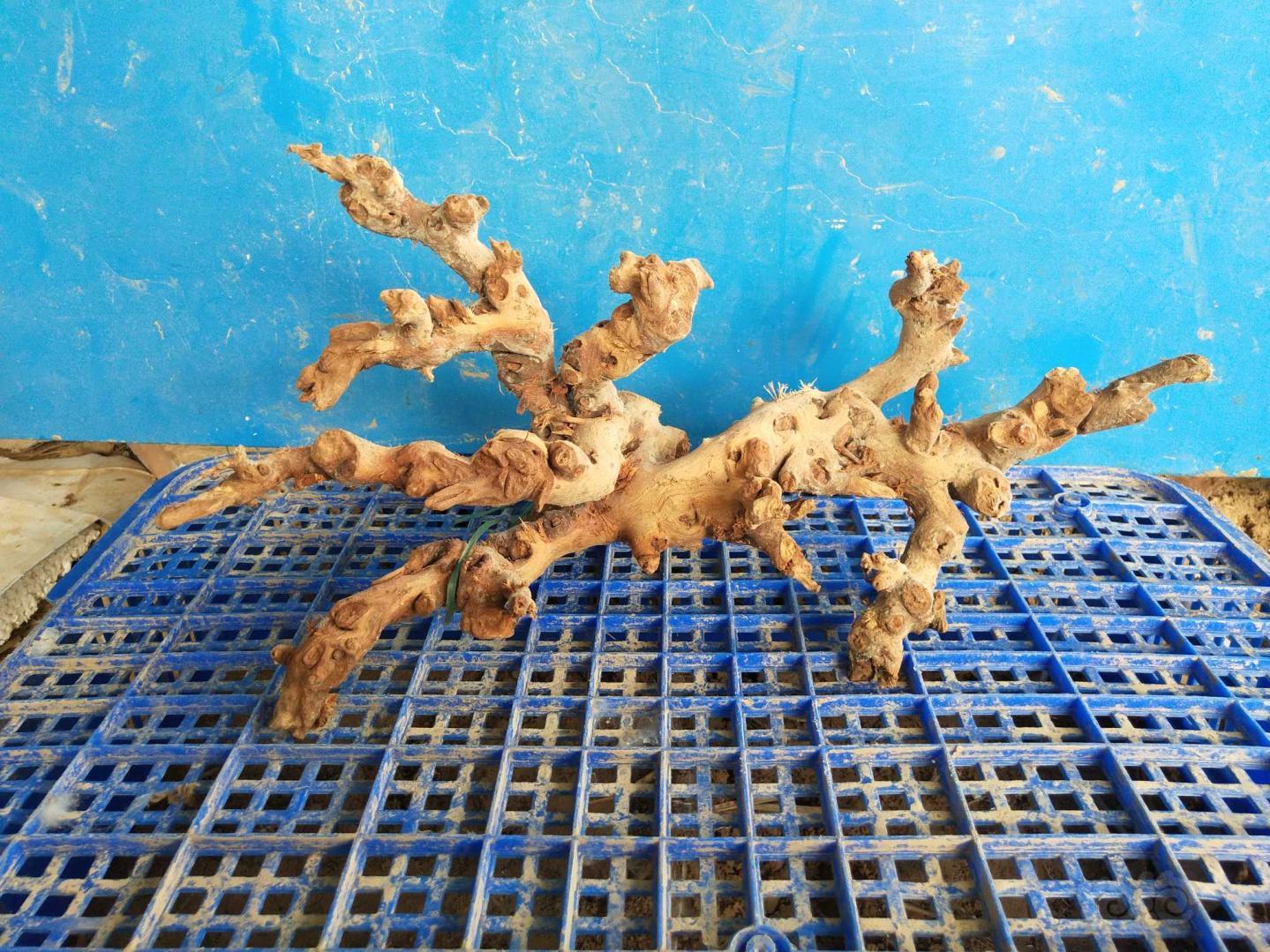 【出售】出售造景素材珊瑚沉木紫柚杜鹃刺木批发零售-图7