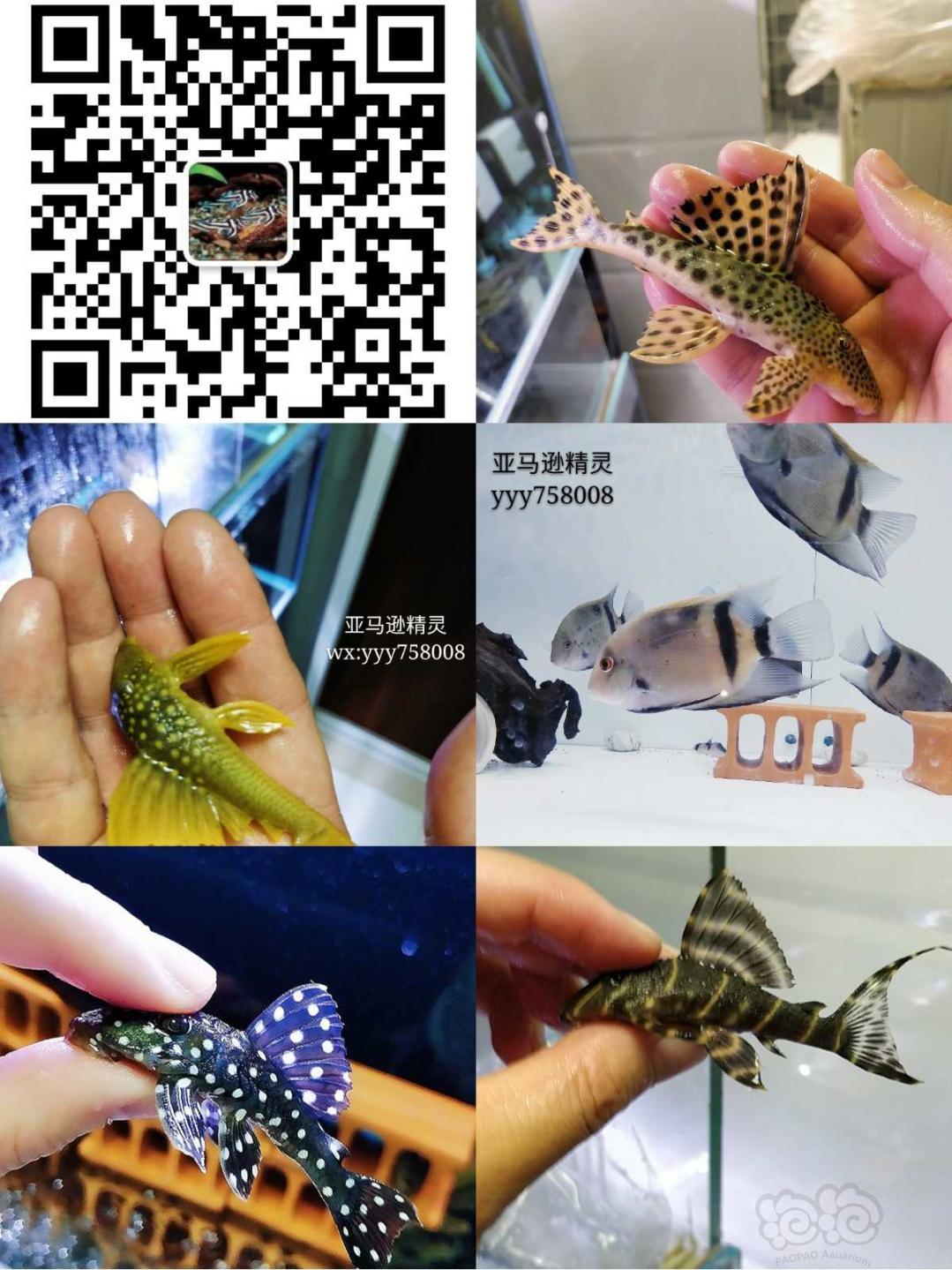 【热带鱼】出售野生L264老鼠斑-图5