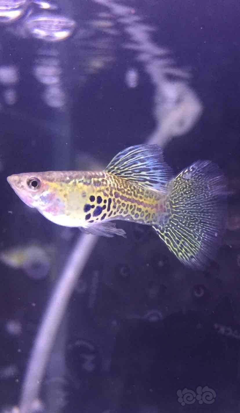 孔雀鱼蓝蕾丝红蕾丝黄蕾丝紫蕾丝