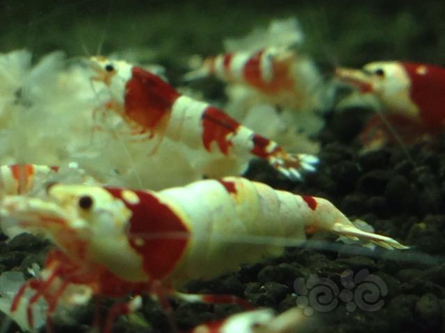 翻缸清理厚白纯系红白虾和火烈鸟-图4