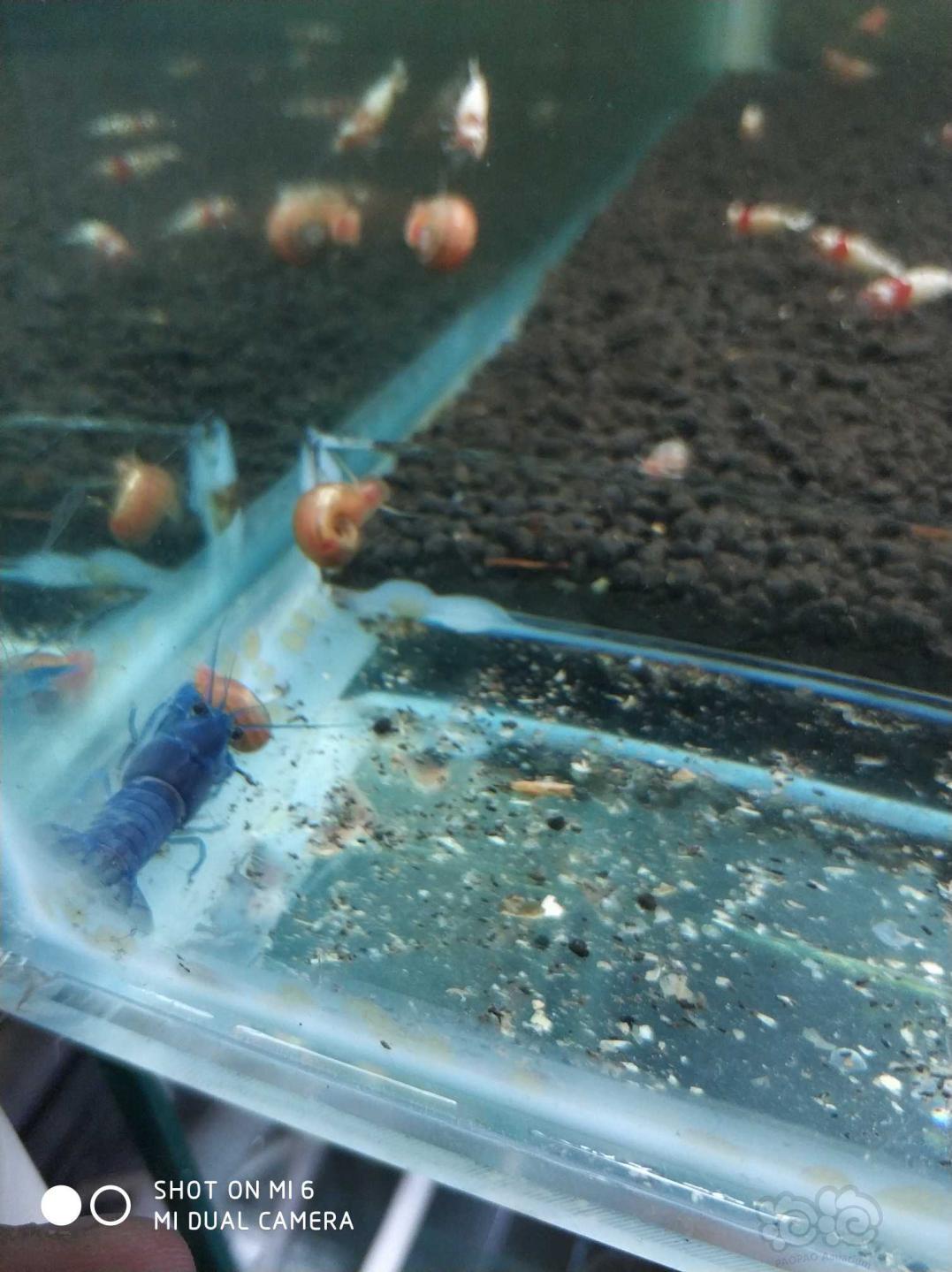 水晶虾缸水蛭爆发，我用鳌虾治理-图1