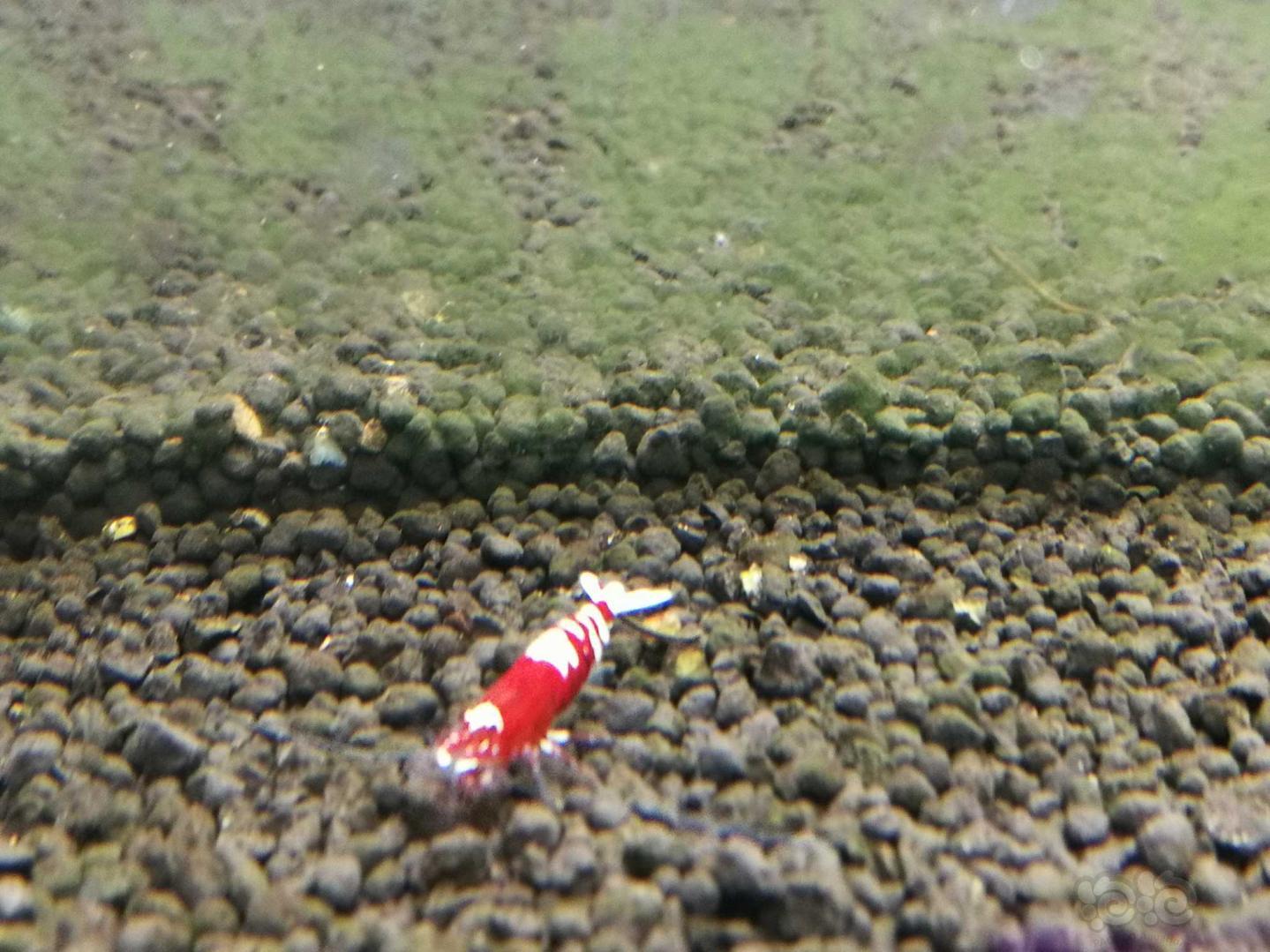 【水晶虾】长春本地出红虎p-图1