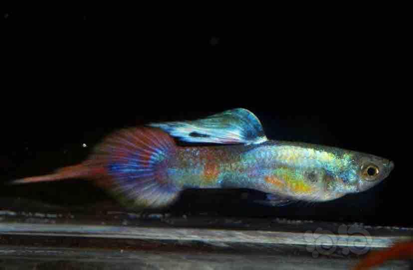 【其它】观赏鱼最烦人的病症之一,烂鳃病!