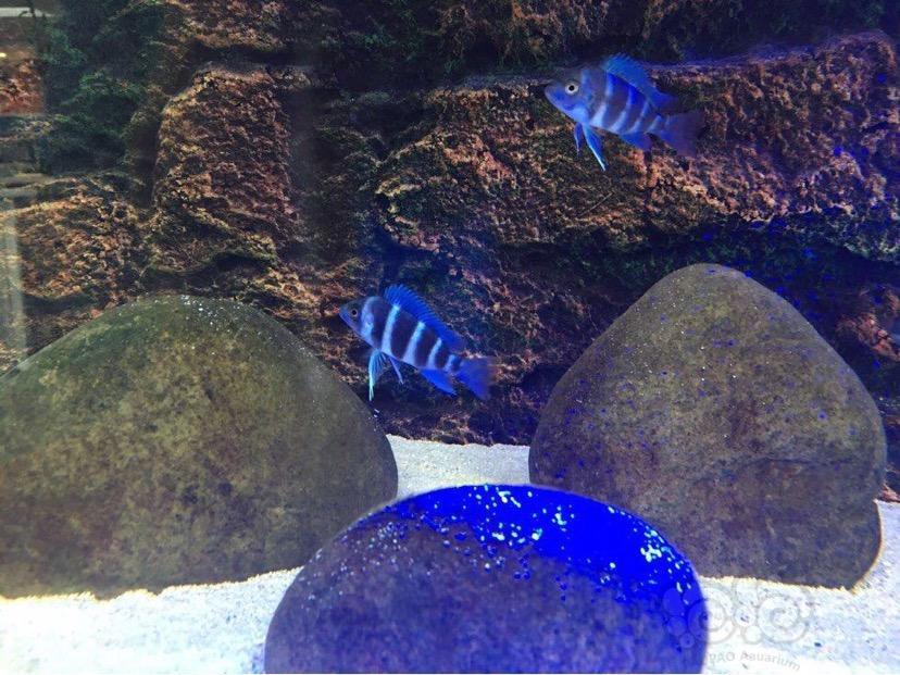 热带鱼代友出萨伊蓝f1