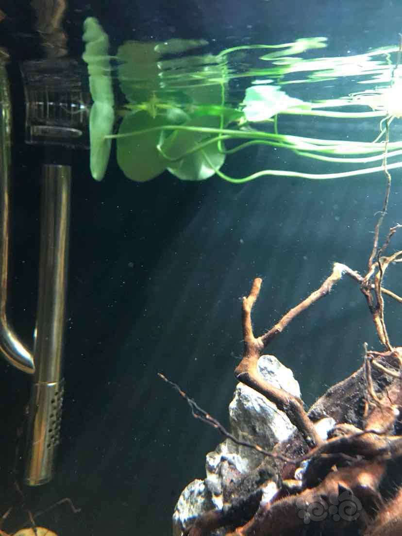 一叶莲的根沉不下水 求大家给个建议