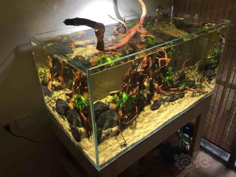 南美风格缸继续更新