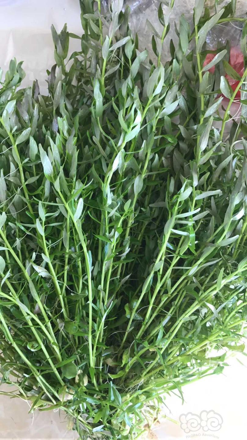 5一颗  丹麦细叶铁3元一两  雨裂水衰衣10元一杯  趴地7cm果冻杯10元