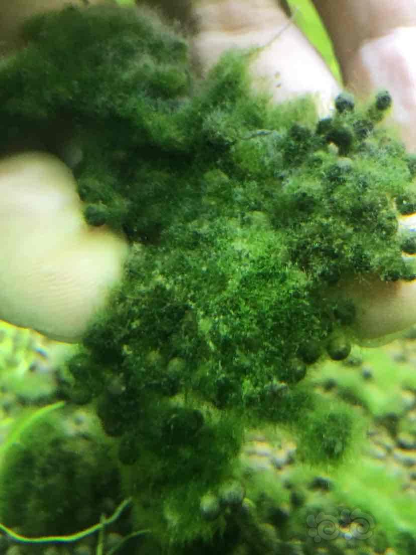 请教下，这个是什么藻？-图1