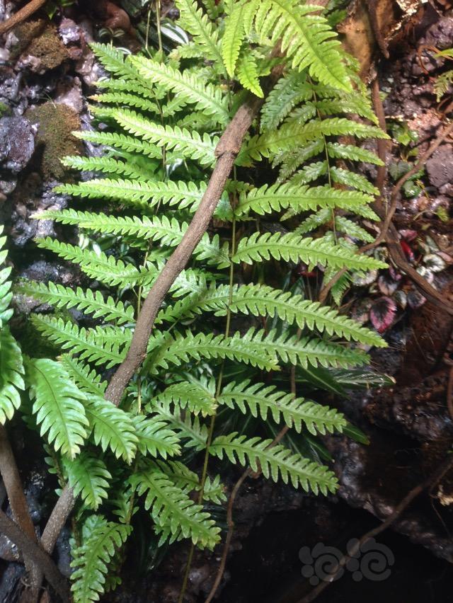 雨林大蕨大蕨大家欣赏