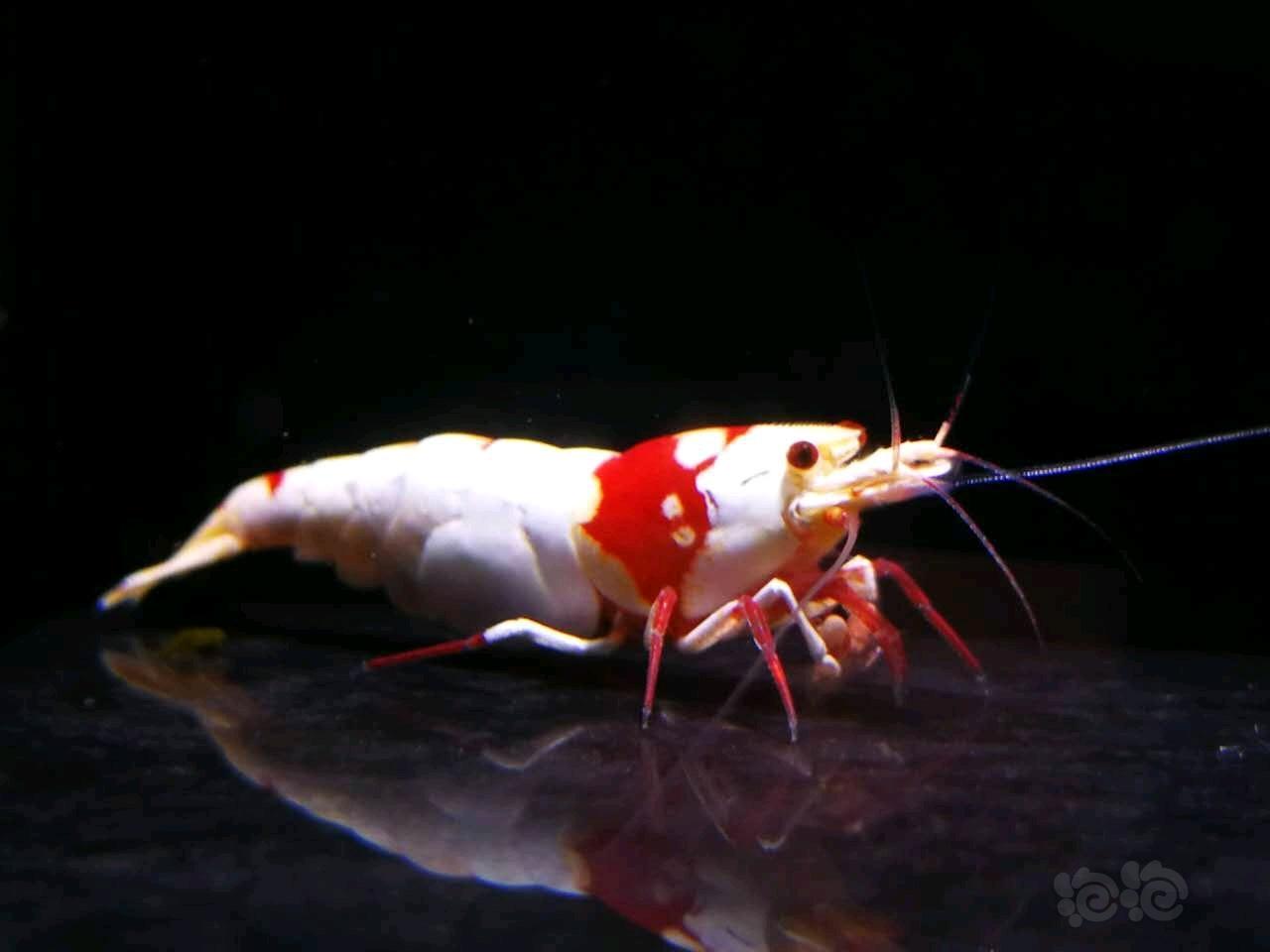 红白水晶虾！-图3